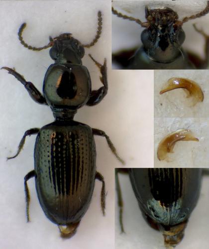 Dyschirius minutus